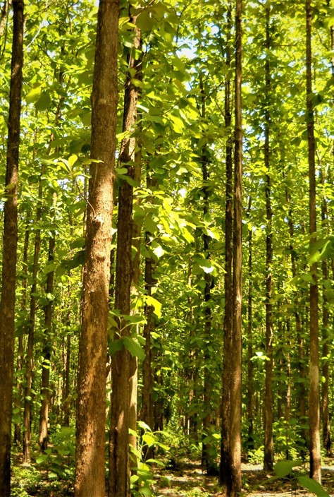 Forêt illustrant les organes de gouvernance de l'ODEF